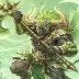 Draft the Minotaur, a 4-star Wind monster in Omigacha